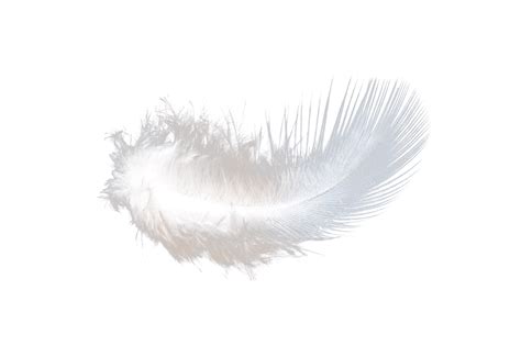 Plume .